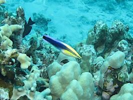 67 Hawaiian Cleaner Wrasse IMG 2392